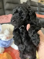 Daisy, a female Yorkipoo for sale in Washington Court House, OH – Photo 3 of 4