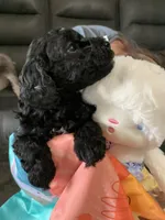 Daisy, a female Yorkipoo for sale in Washington Court House, OH – Photo 2 of 4