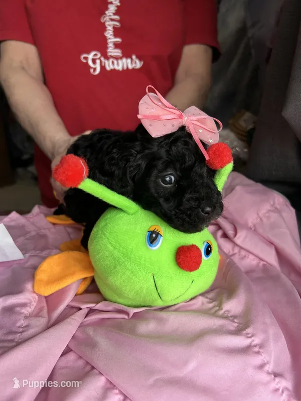 Daisy – Yorkipoo puppy for sale in Washington Court House, OH