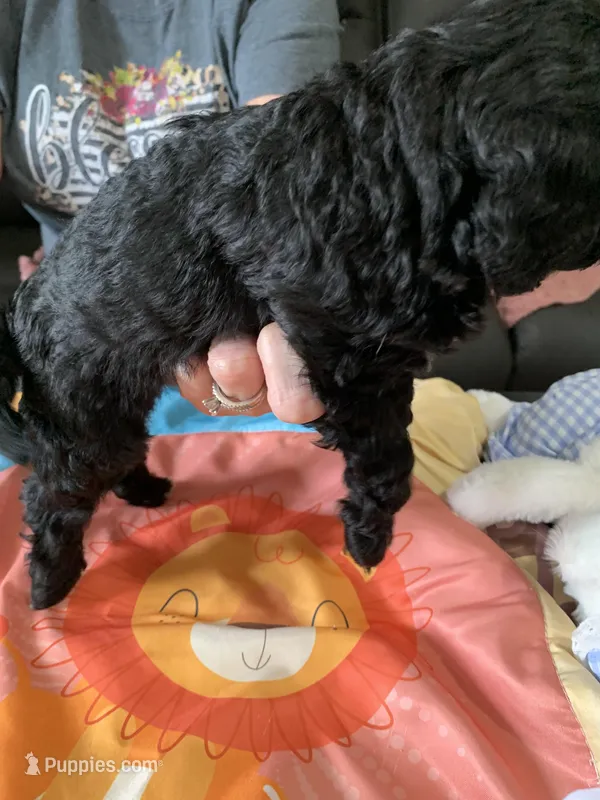 Daisy – Yorkipoo puppy for sale in Washington Court House, OH