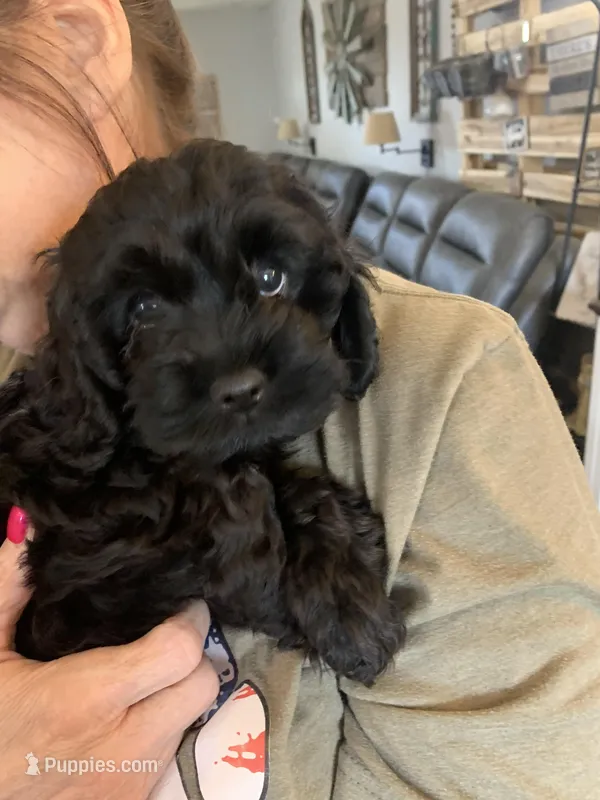 Jolene  – Cockapoo puppy for sale in Washington Court House, OH