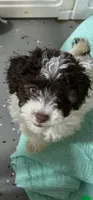 Brownie , a male Poodle - Miniature  for sale in Washington Court House, OH – 1 of 1