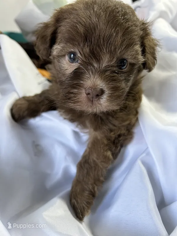 Molly – Shihpoo puppy for sale in Washington Court House, OH