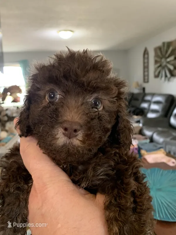 Ella  – Poodle - Miniature  puppy for sale in Washington Court House, OH