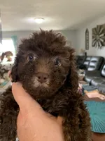 Ella , a female Poodle - Miniature  for sale in Washington Court House, OH – 1 of 1