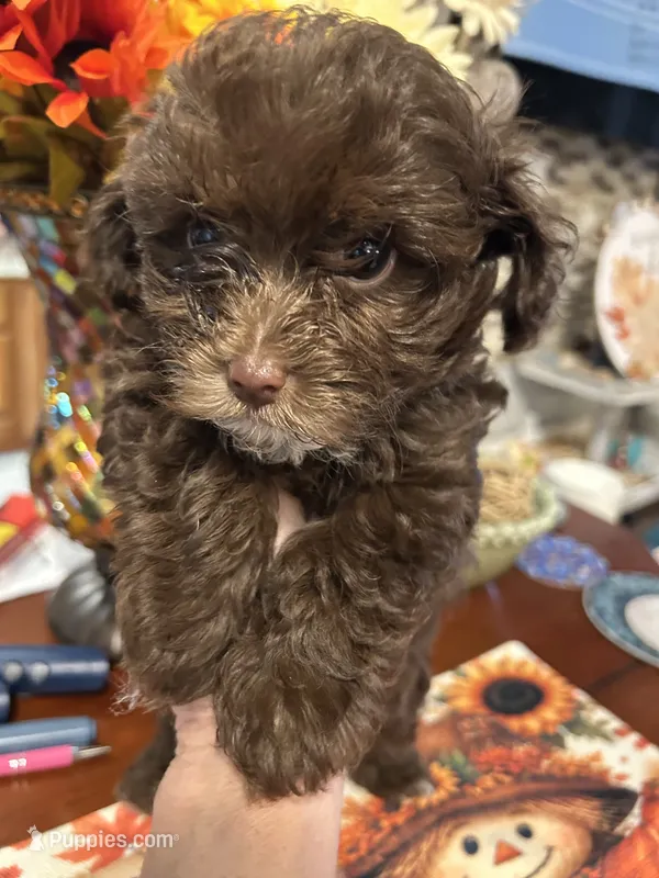 Allie  – Poodle - Miniature  puppy for sale in Washington Court House, OH