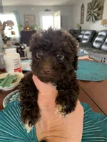 Emma, a female Poodle - Miniature  for sale in Washington Court House, OH – Photo 2 of 2