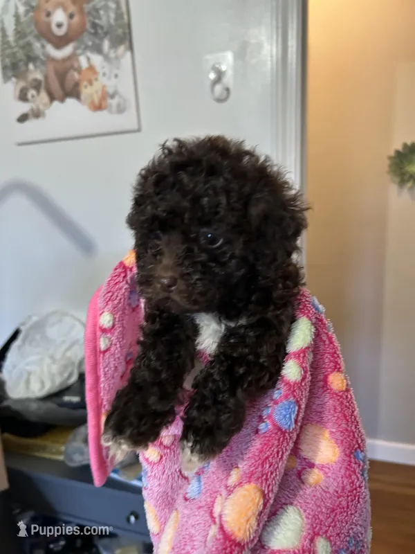 Ella – Poodle - Miniature  puppy for sale in Washington Court House, OH