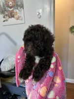Emma, a female Poodle - Miniature  for sale in Washington Court House, OH – Photo 1 of 2