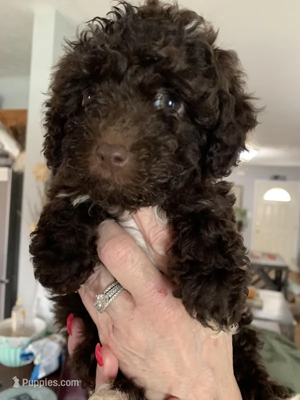 Emma – Poodle - Miniature  puppy for sale in Washington Court House, OH