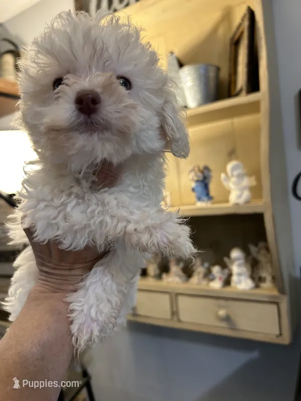 Betty – Poodle - Toy  puppy for sale in Washington Court House, OH
