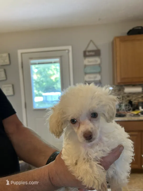 Betty – Poodle - Toy  puppy for sale in Washington Court House, OH