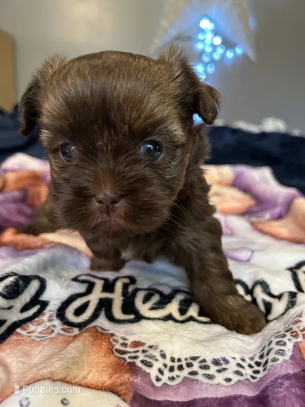 Harley – Shihpoo puppy for sale in Washington Court House, OH