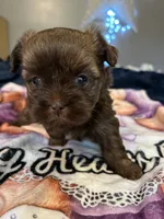Harley, a female Shihpoo for sale in Washington Court House, OH – 1 of 2