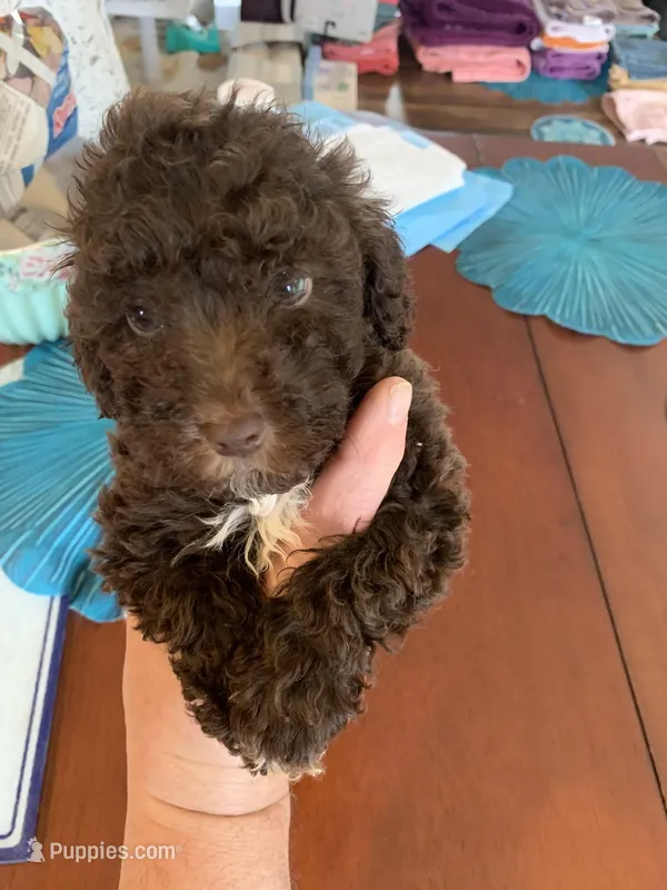 Charlie  – Poodle - Miniature  puppy for sale in Washington Court House, OH