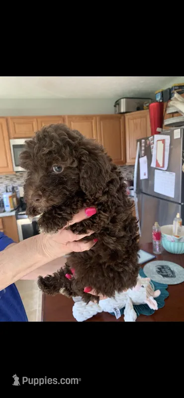 Charlie  – Poodle - Miniature  puppy for sale in Washington Court House, OH