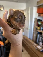 Pilly, a female Yorkipoo for sale in Washington Court House, OH – 2 of 2