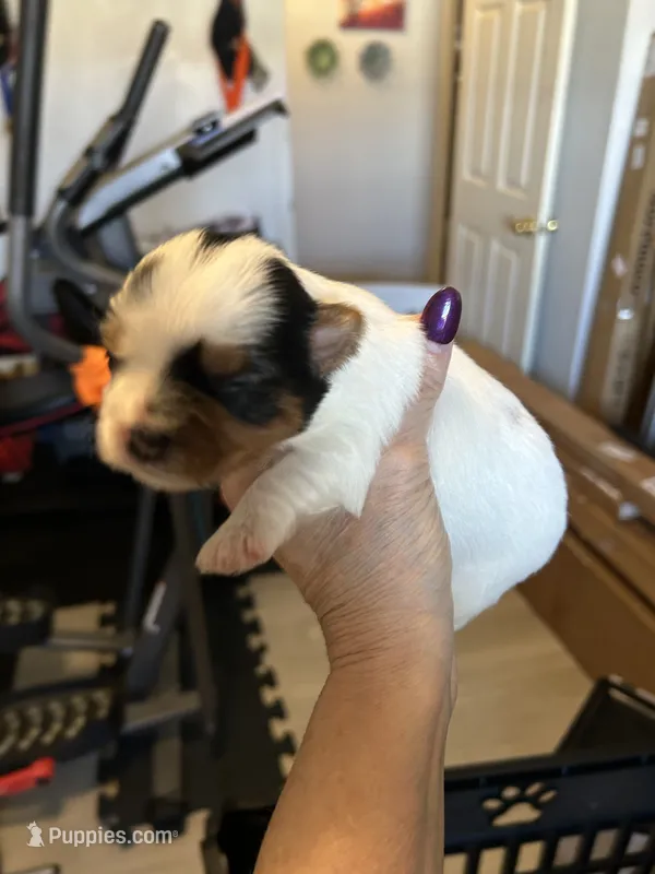 Sammy  – Yorkipoo puppy for sale in Washington Court House, OH