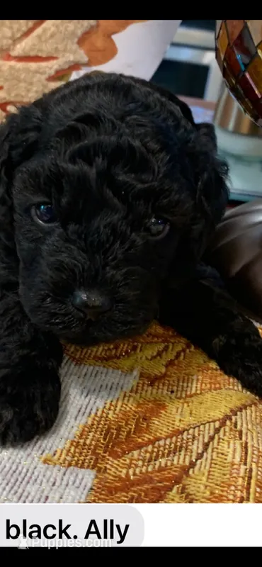 Ally – Poodle - Miniature  puppy for sale in Washington Court House, OH