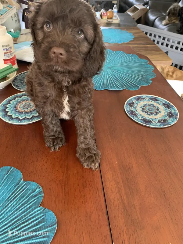 Jasper – Cockapoo puppy for sale in Washington Court House, OH