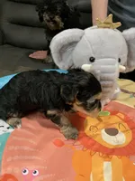 Poppy, a male Yorkipoo for sale in Washington Court House, OH – Photo 1 of 3
