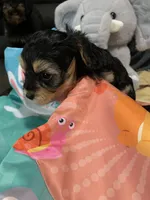 Poppy, a male Yorkipoo for sale in Washington Court House, OH – Photo 3 of 3