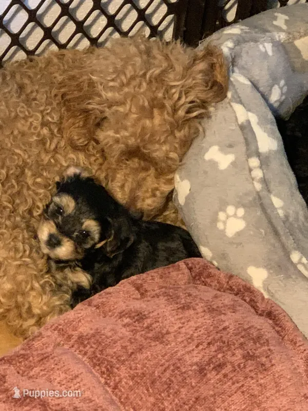 Poppy – Yorkipoo puppy for sale in Washington Court House, OH