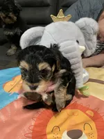 Poppy, a male Yorkipoo for sale in Washington Court House, OH – Photo 2 of 3