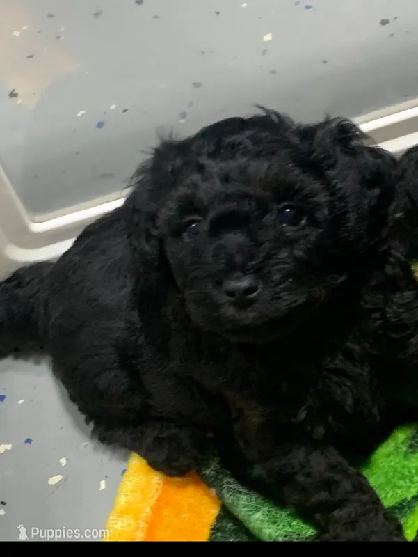 Max – Yorkipoo puppy for sale in Washington Court House, OH