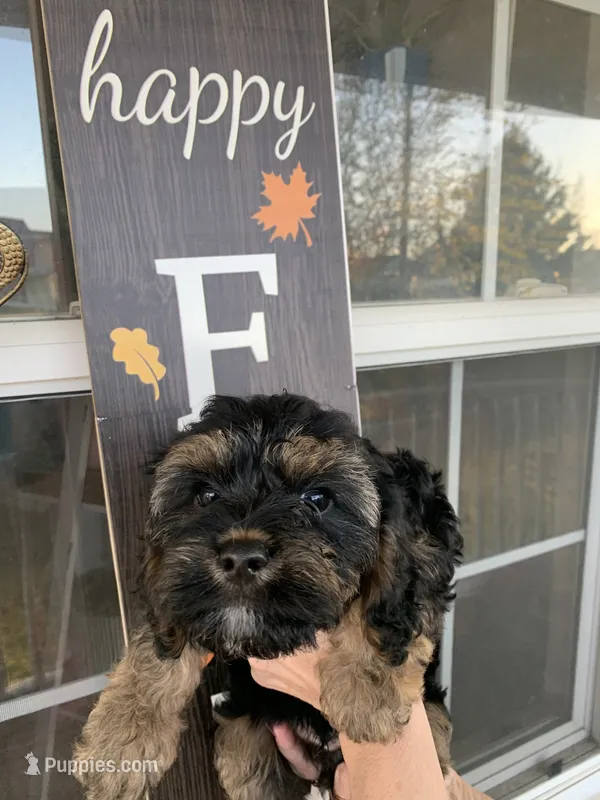 Sampson  – Cavapoo puppy for sale in Washington Court House, OH