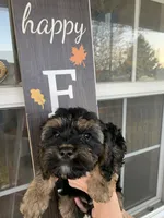 Sampson , a male Cavapoo for sale in Washington Court House, OH – 1 of 2