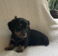 Jackie , a male Miniature Dachshund for sale in McArthur, OH – 4 of 7