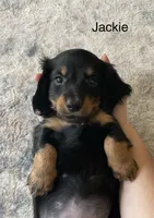 Jackie , a male Miniature Dachshund for sale in McArthur, OH – 1 of 7