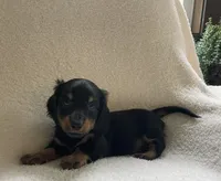 Jackie , a male Miniature Dachshund for sale in McArthur, OH – 7 of 7