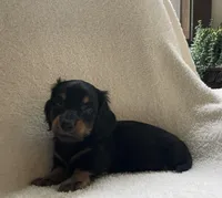 Jackie , a male Miniature Dachshund for sale in McArthur, OH – 6 of 7