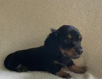 Jackie , a male Miniature Dachshund for sale in McArthur, OH – 3 of 7
