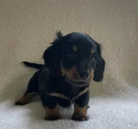 Jackie , a male Miniature Dachshund for sale in McArthur, OH – 2 of 7