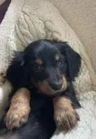 Jackie , a male Miniature Dachshund for sale in McArthur, OH – 5 of 7