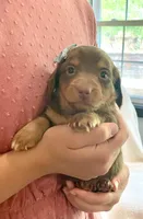Frankie , a male Miniature Dachshund for sale in McArthur, OH – 9 of 10
