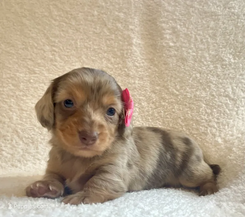 Muffin  – Miniature Dachshund puppy for sale in McArthur, OH