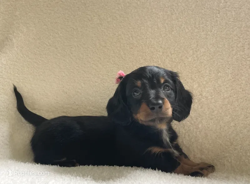 Iris  – Miniature Dachshund puppy for sale in McArthur, OH