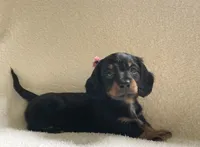 Iris , a female Miniature Dachshund for sale in McArthur, OH – 1 of 7