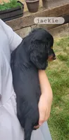 Jackie , a male Miniature Dachshund for sale in McArthur, OH – 5 of 5
