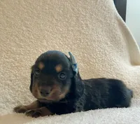 Georgie , a male Miniature Dachshund for sale in McArthur, OH – 4 of 9
