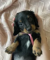 Iris , a female Miniature Dachshund for sale in McArthur, OH – 6 of 7