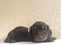 Sugar , a female Miniature Dachshund for sale in McArthur, OH – 3 of 8