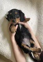 Pansie , a female Miniature Dachshund for sale in McArthur, OH – 3 of 7