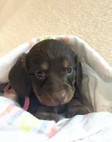 Sugar , a female Miniature Dachshund for sale in McArthur, OH – 4 of 8