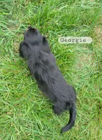 Georgie , a male Miniature Dachshund for sale in McArthur, OH – 5 of 5