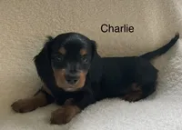 Charlie , a male Miniature Dachshund for sale in McArthur, OH – 2 of 5